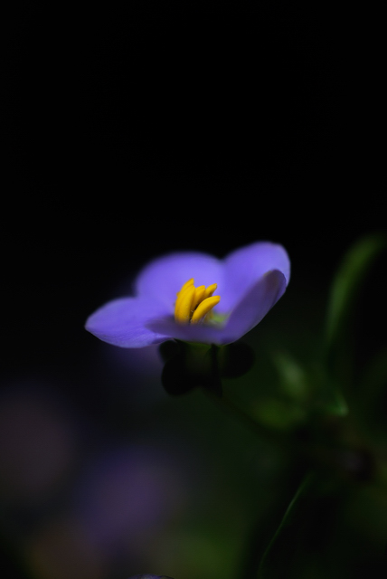 http://i.dcview.tw/gallery/201007/11e60d37727f564fe6744b24681f1603.jpg