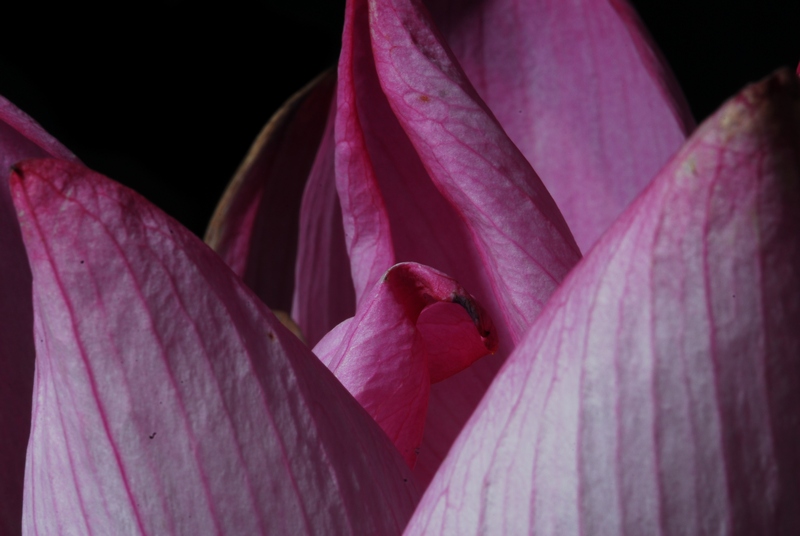 http://i.dcview.tw/gallery/201007/207a44a511fd662a8ab498473cb681df.jpg