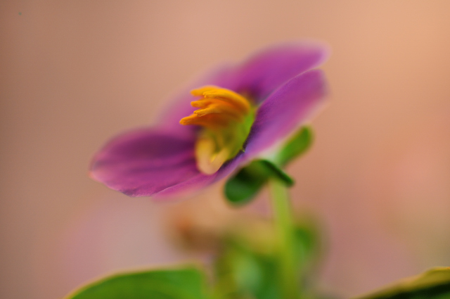 http://i.dcview.tw/gallery/201007/3db09b12205a074b80d7901ee1fb1009.jpg