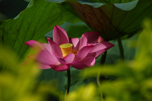 http://i.dcview.tw/gallery/201007/3e9073cd0a08b7d338b26ce02d25a51d.jpg
