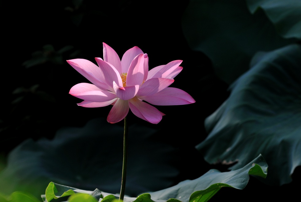 http://i.dcview.tw/gallery/201007/45be87b2cf99c95de0b69c5ae2b10312.jpg