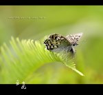 (亞飛) 關 公 上 草