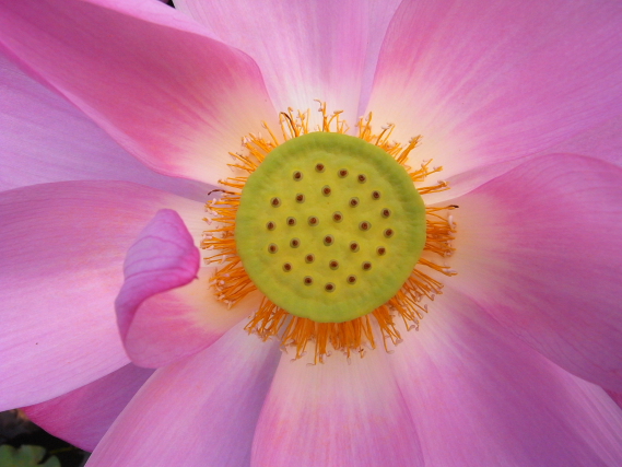 http://i.dcview.tw/gallery/201007/6544a8d5334724b3e9c9e86325f95ad7.jpg