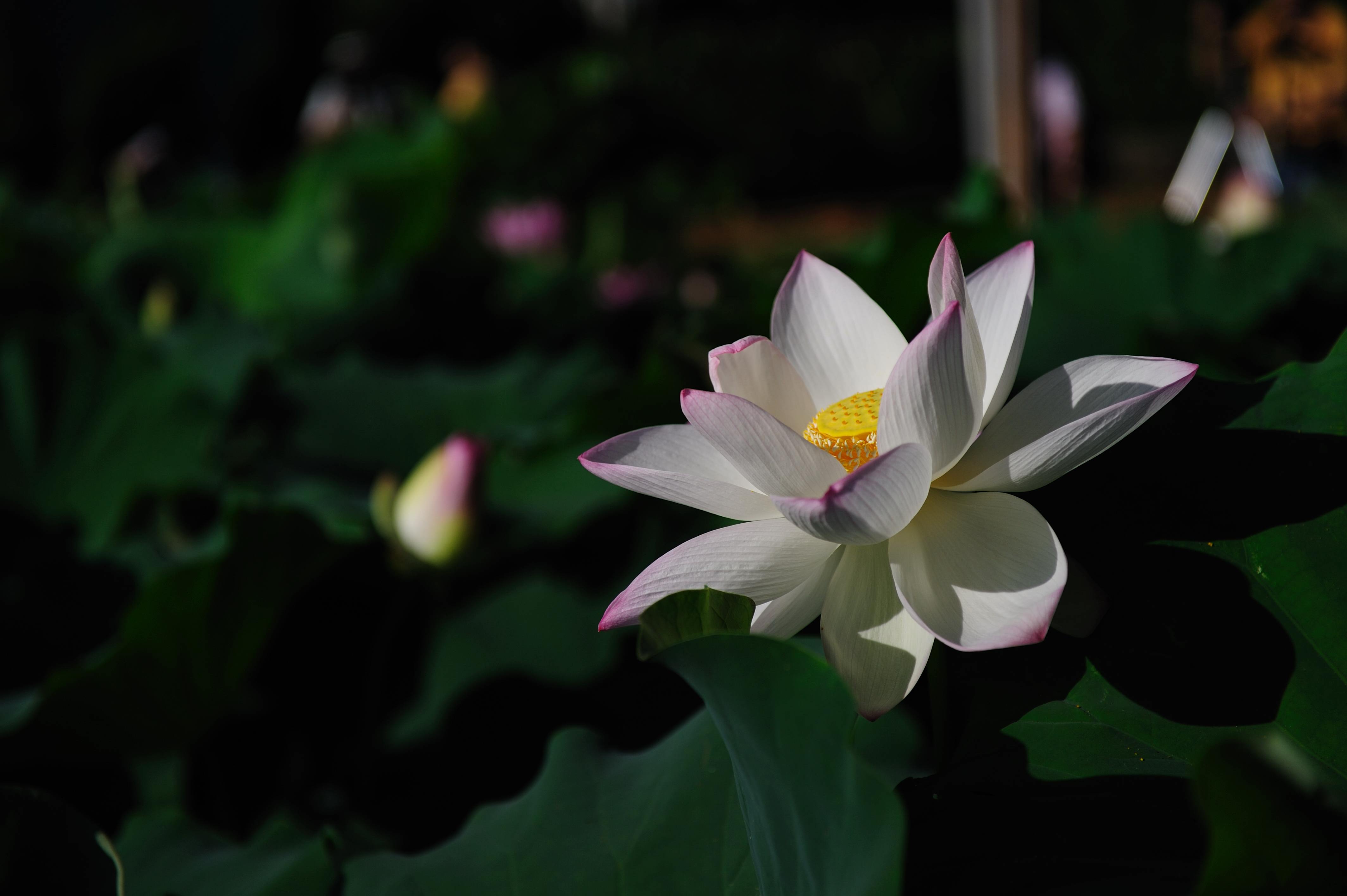 http://i.dcview.tw/gallery/201007/6b5d463b1179ee6c62c9f8d109b1fcb5.jpg