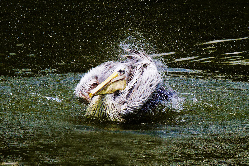 http://i.dcview.tw/gallery/201007/72a7165d998acf8e6acae4690c8669c2.jpg