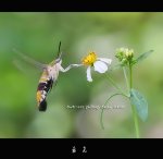 (亞飛) 蝦叔~想飲菊茶 ^_^ !!!!