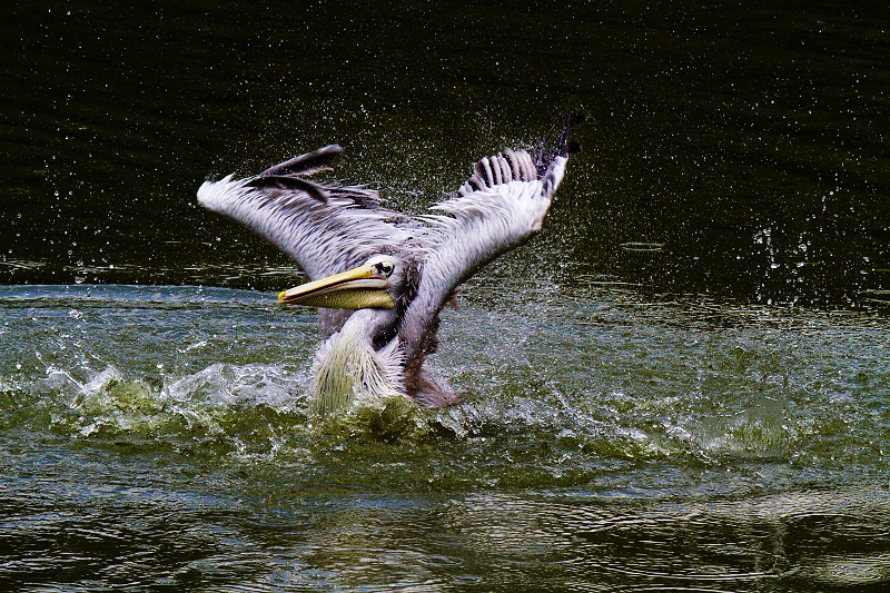 http://i.dcview.tw/gallery/201007/9b8d5e2557696a852f508e6cbe76ec59.jpg
