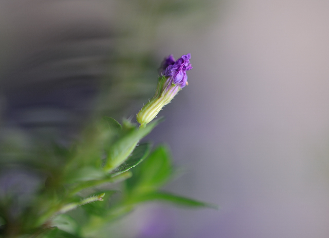 http://i.dcview.tw/gallery/201007/a0733ba50199ab28a8ff159a0479a03c.jpg