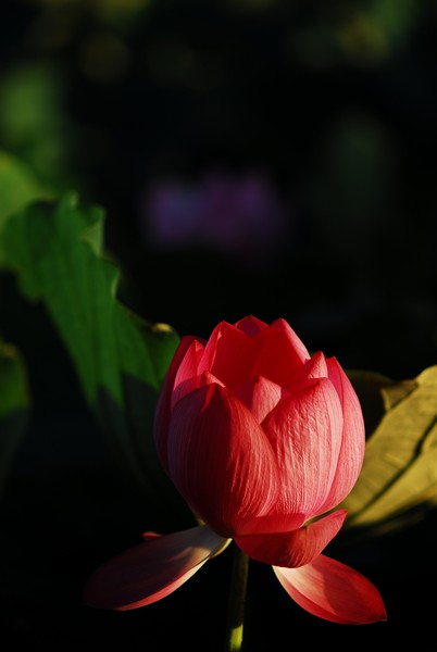 http://i.dcview.tw/gallery/201007/a162aa624f5a3cb3b348e1b7e888b4e2.jpg