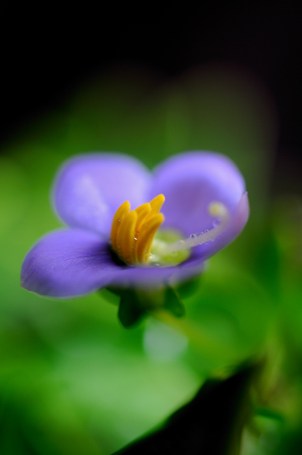 http://i.dcview.tw/gallery/201007/c03a6a3736e33691d533ed6211da5b71.jpg