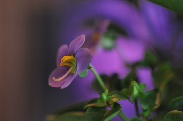 http://i.dcview.tw/gallery/201007/cb7d6d834eae58d4a60a3d1616559933.jpg