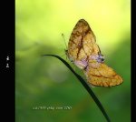 (亞飛) 夏日戀曲