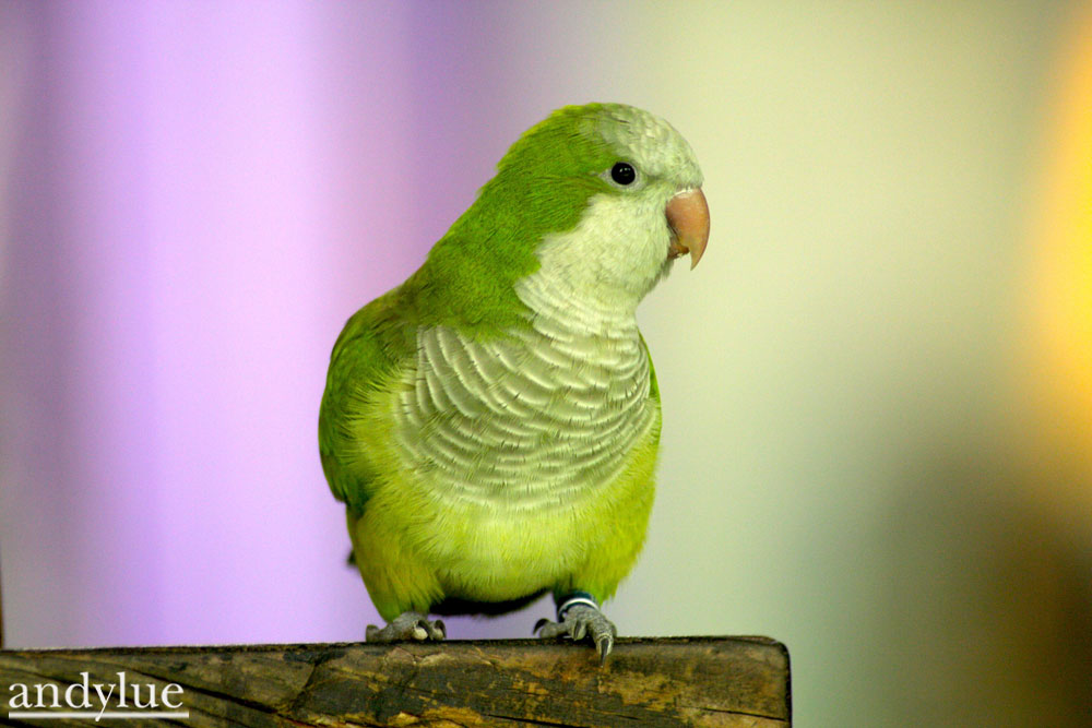 http://i.dcview.tw/gallery/201007/eeb5c32e662cd2d8b52fac9a52948ec0.jpg