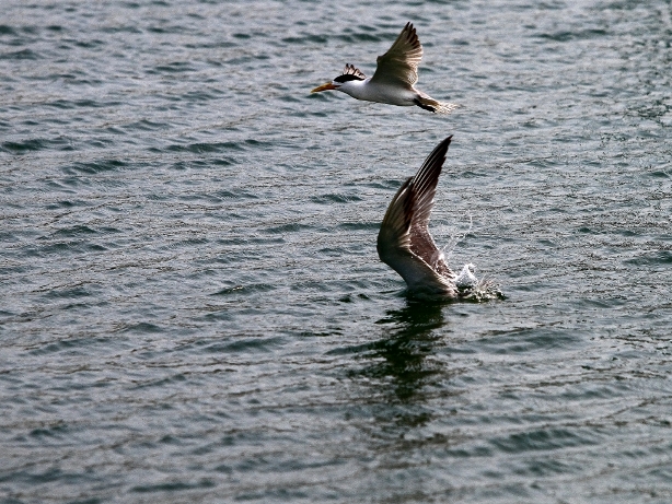 http://i.dcview.tw/gallery/201008/3ba10e481e0422df5a6819ff927cd3d5.jpg