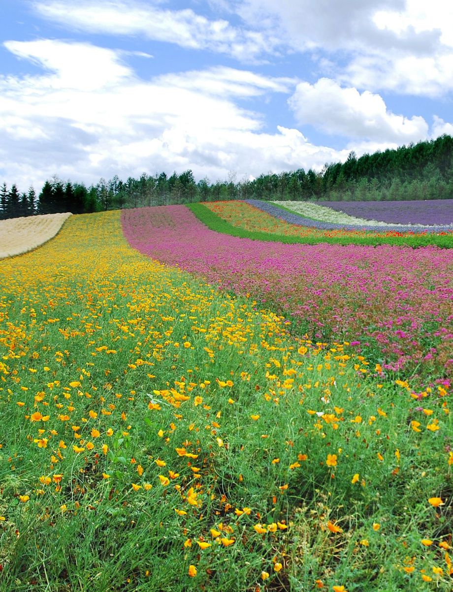 http://i.dcview.tw/gallery/201008/402ca3b9c153908972bb25b30140fbb5.jpg