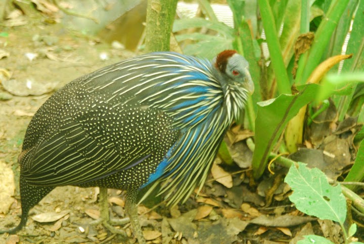 http://i.dcview.tw/gallery/201008/638a1dc0fe70d3c0d8012596222c41b3.jpg