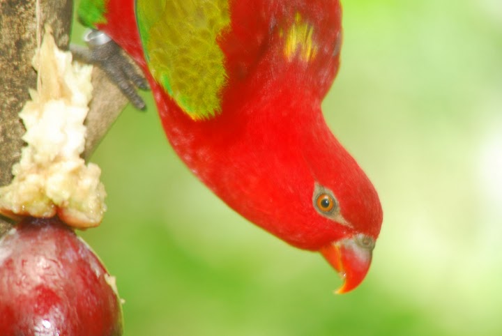 http://i.dcview.tw/gallery/201008/7048384c3669b61ebeceb0a7d69dc657.jpg