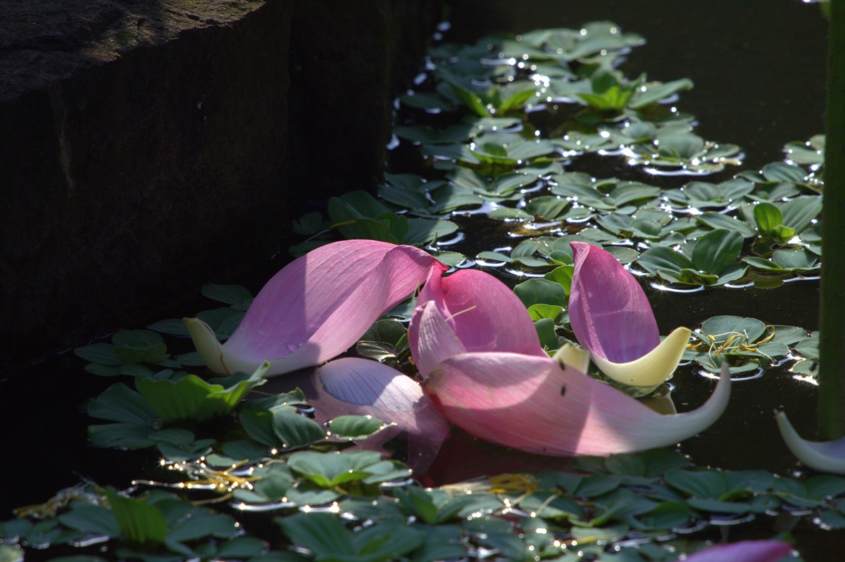 http://i.dcview.tw/gallery/201008/954c0877e19673a3af91b451c6e71642.jpg