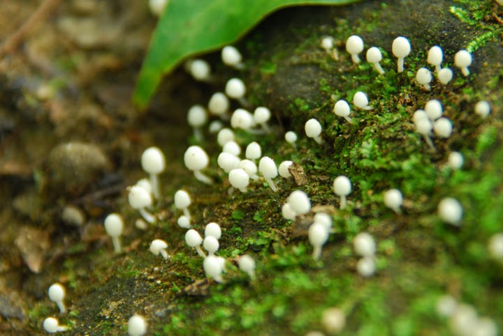 http://i.dcview.tw/gallery/201008/ae0d36dc87106fbe141705d615e595e8.jpg