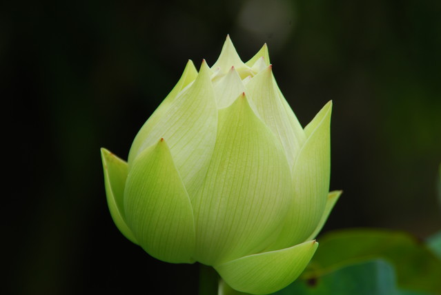 http://i.dcview.tw/gallery/201008/af53bd903fb7546fb025cf9f881d92f4.jpg