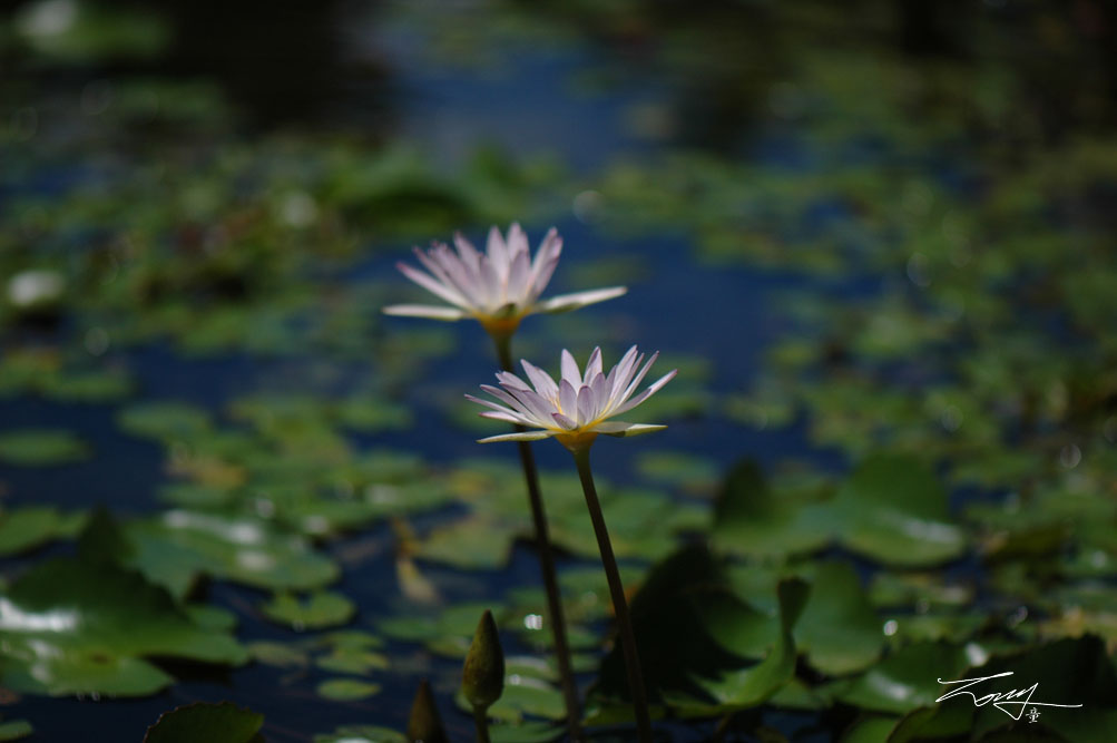 http://i.dcview.tw/gallery/201008/c4d8d930b1c345cccfeaafe38072c8d4.jpg