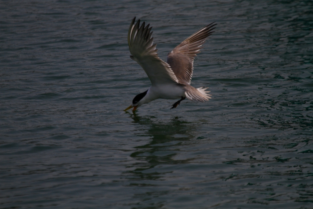 http://i.dcview.tw/gallery/201008/c604a475e9e4da0073649317985ec0ae.jpg