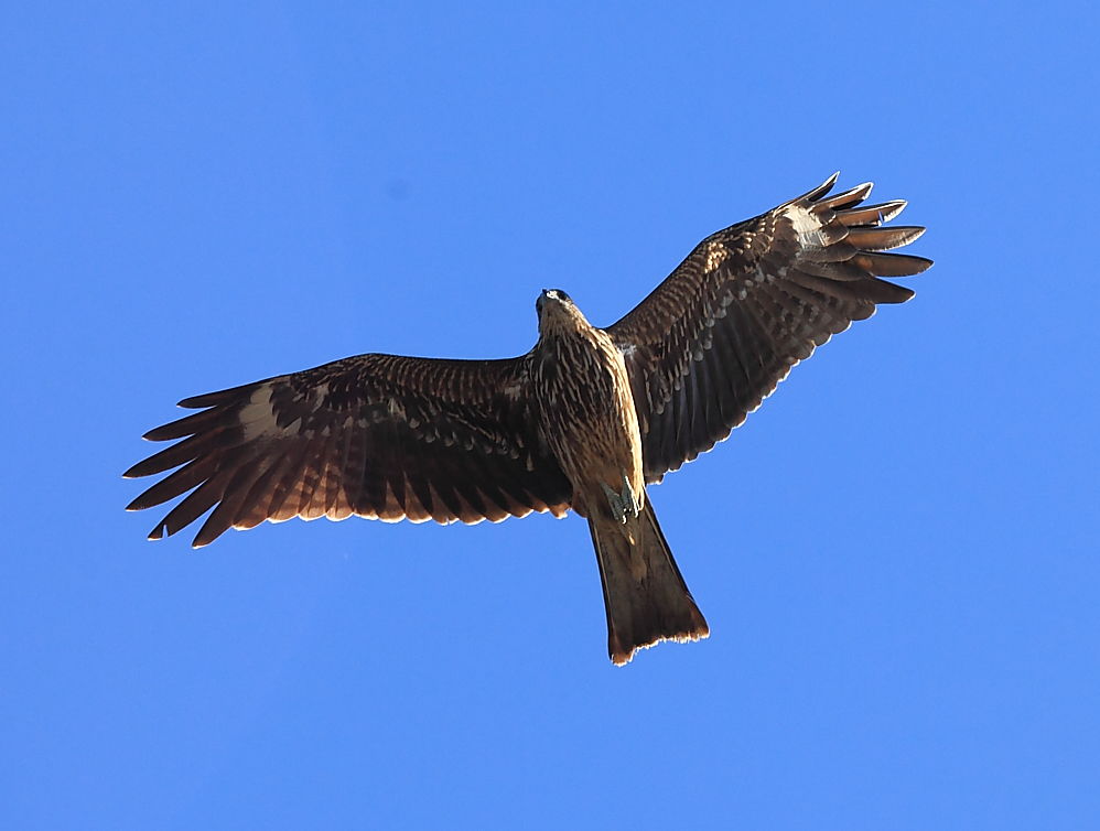 http://i.dcview.tw/gallery/201008/fc5ba46214a963d44d7b648cfdc397e3.jpg