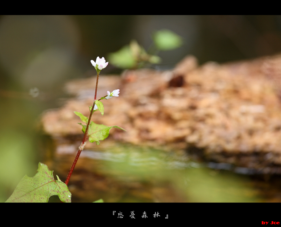 http://i.dcview.tw/gallery/201009/12e12b889f4505ad9f595d22e7c5c70b.jpg