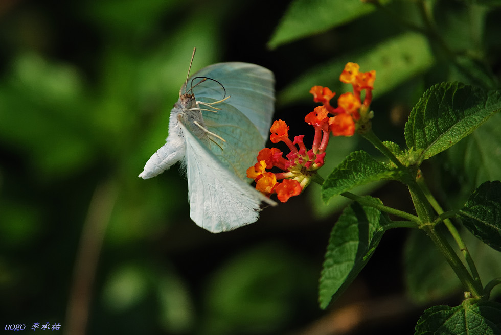 http://i.dcview.tw/gallery/201009/21b18c2fadece5b62132803e24e901b1.jpg