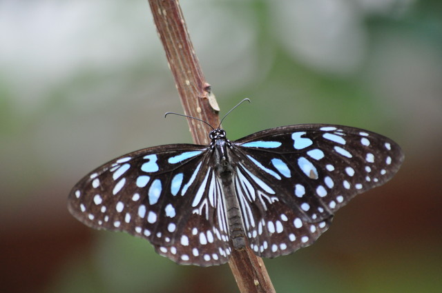 http://i.dcview.tw/gallery/201009/4165095b9f7dc5185edcfd6a35e3ce09.jpg
