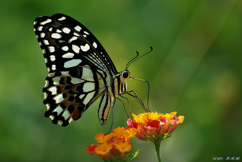 http://i.dcview.tw/gallery/201009/dba02716373156f9f8b8b17d01420da3.jpg