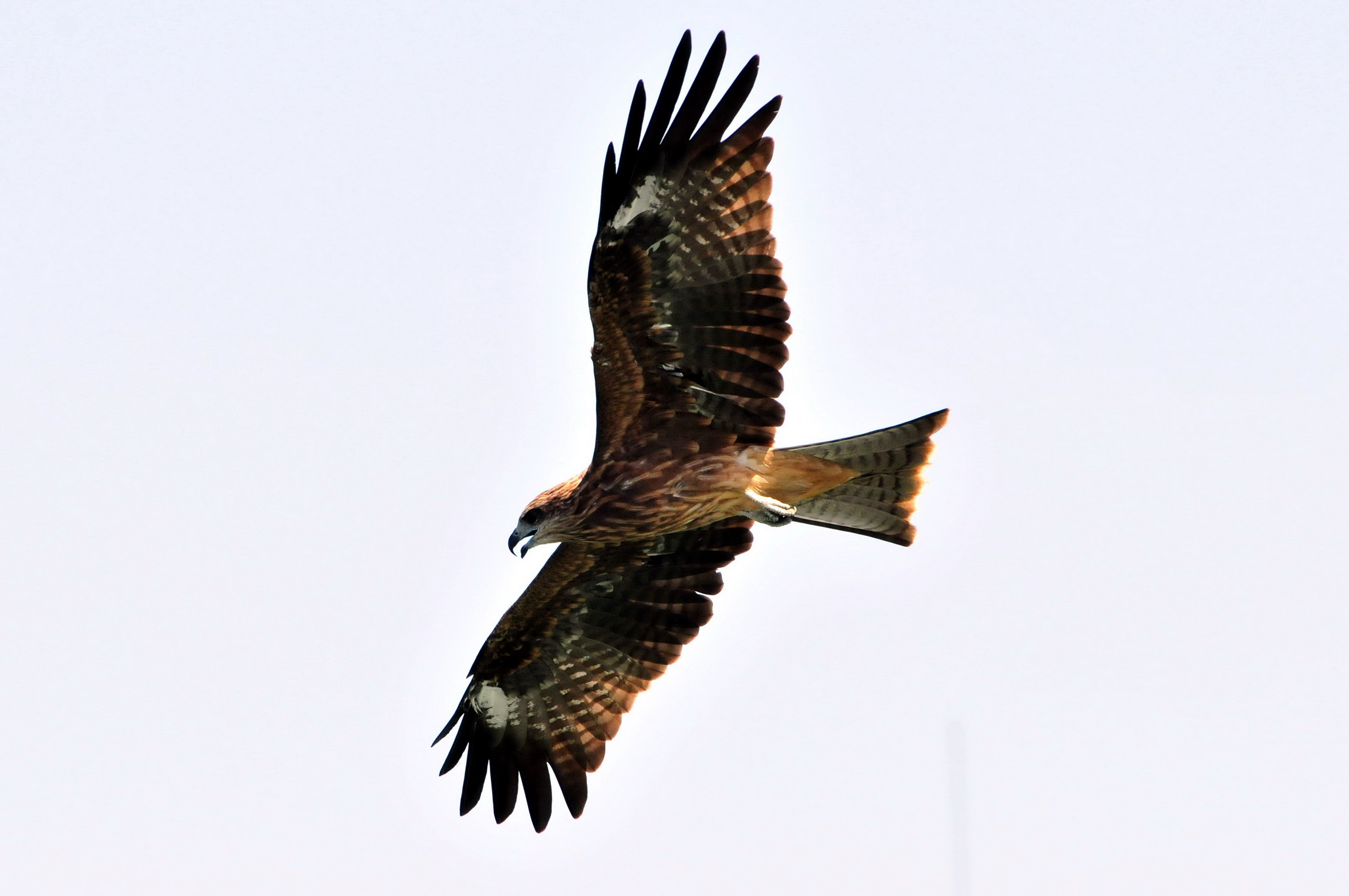 http://i.dcview.tw/gallery/201009/f9a5fac1a59f3631b81e6c171f1eea3a.jpg