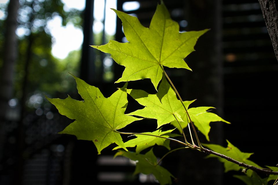 http://i.dcview.tw/gallery/201010/233a79ddadc2d1e891d519011572d55e.jpg