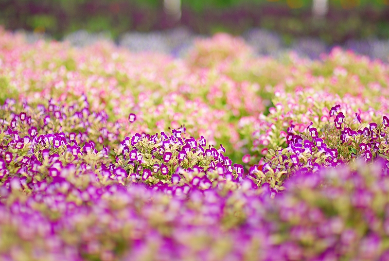 http://i.dcview.tw/gallery/201010/48a28fdfc3174517e692f99fd9ea1dff.jpg