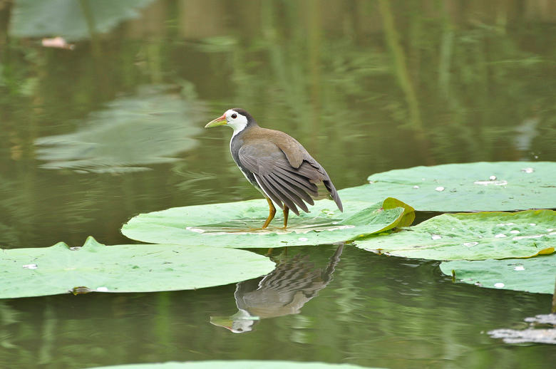 http://i.dcview.tw/gallery/201010/589f0640be4d18afc3335eb96c91cc65.jpg