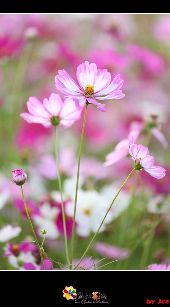 http://i.dcview.tw/gallery/201010/5fc2788880ce7a4988da40abcaf3b779.jpg