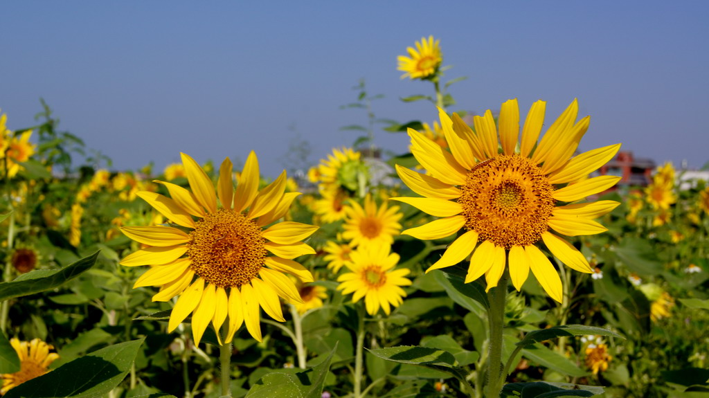 http://i.dcview.tw/gallery/201010/7f8e6ba7d22c5fb1c6a70d407767c209.jpg