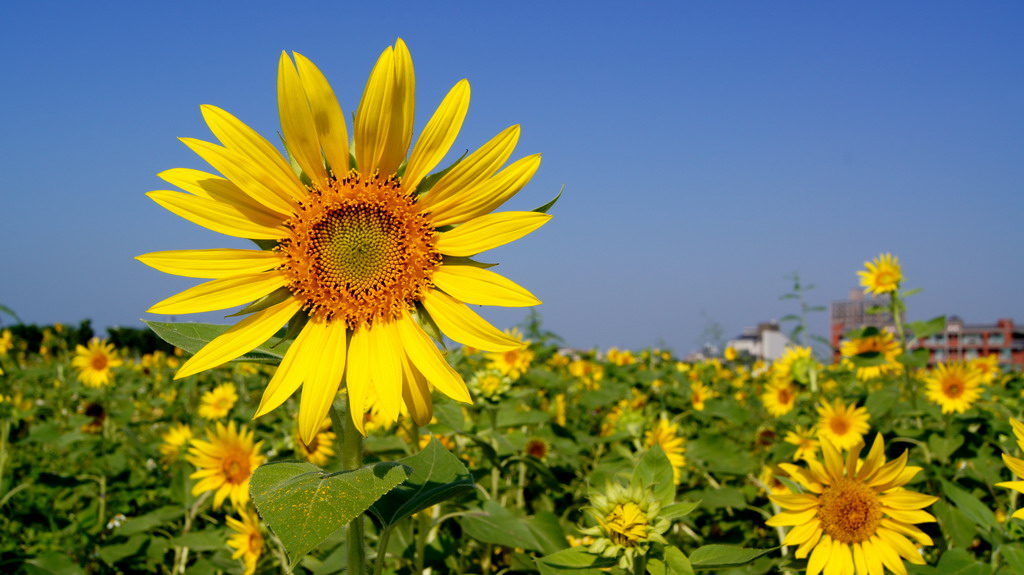http://i.dcview.tw/gallery/201010/84bebb39f734de4f7167a9f88e50bbf0.jpg