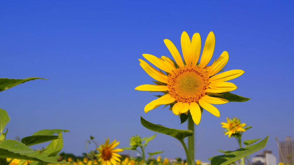 http://i.dcview.tw/gallery/201010/ce590e18f6d5d8817bba98693026f1fb.jpg