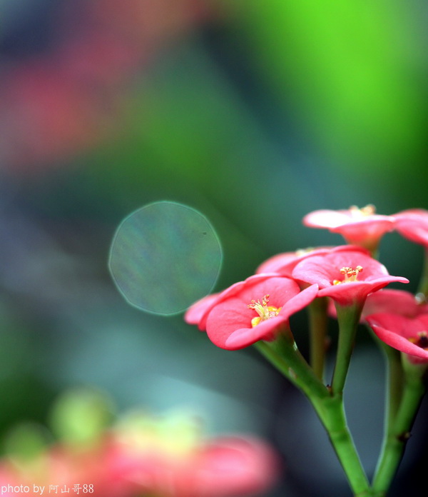http://i.dcview.tw/gallery/201010/ddf56067ded95e9332247f9e5b26fe49.jpg