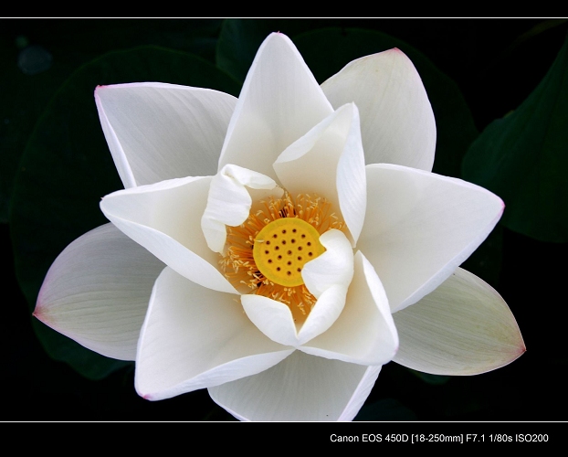 http://i.dcview.tw/gallery/201010/ef46cf7d378eb3143fb413672724bea3.jpg