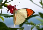 福隆之美麗邂逅-彩蝶