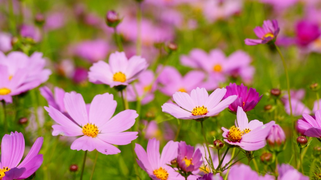 http://i.dcview.tw/gallery/201011/09057a785fb20a5612ec864c604967a4.jpg