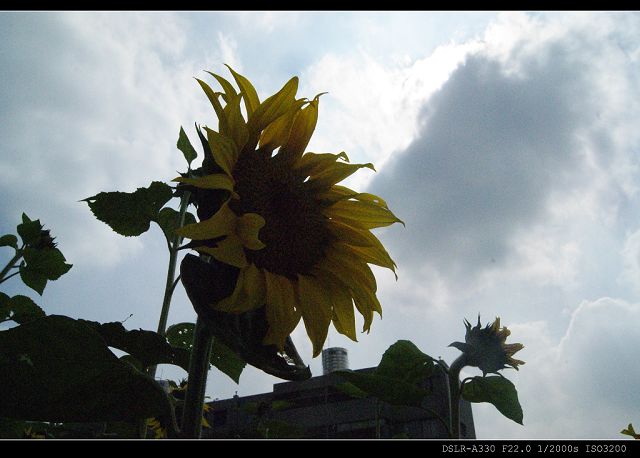 http://i.dcview.tw/gallery/201011/0dc5353ed130757bc7f8a7919073b671.jpg