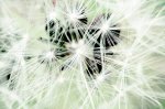 蒲公英 Dandelion