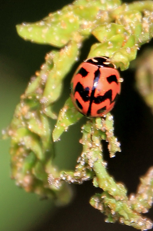 http://i.dcview.tw/gallery/201011/20964154b51c96408ea4a2e4a54b2756.jpg