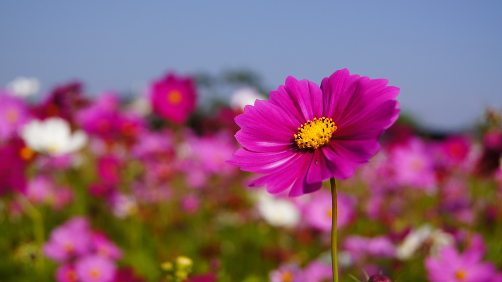 http://i.dcview.tw/gallery/201011/326529c4e849520c0cbfdf8e63bf8819.jpg