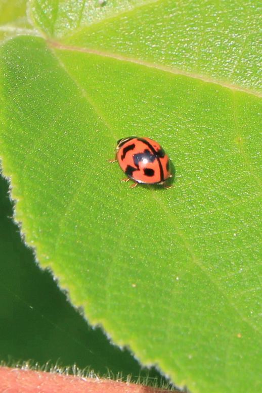 http://i.dcview.tw/gallery/201011/460577753bd6429b54f41240074ad0ea.jpg