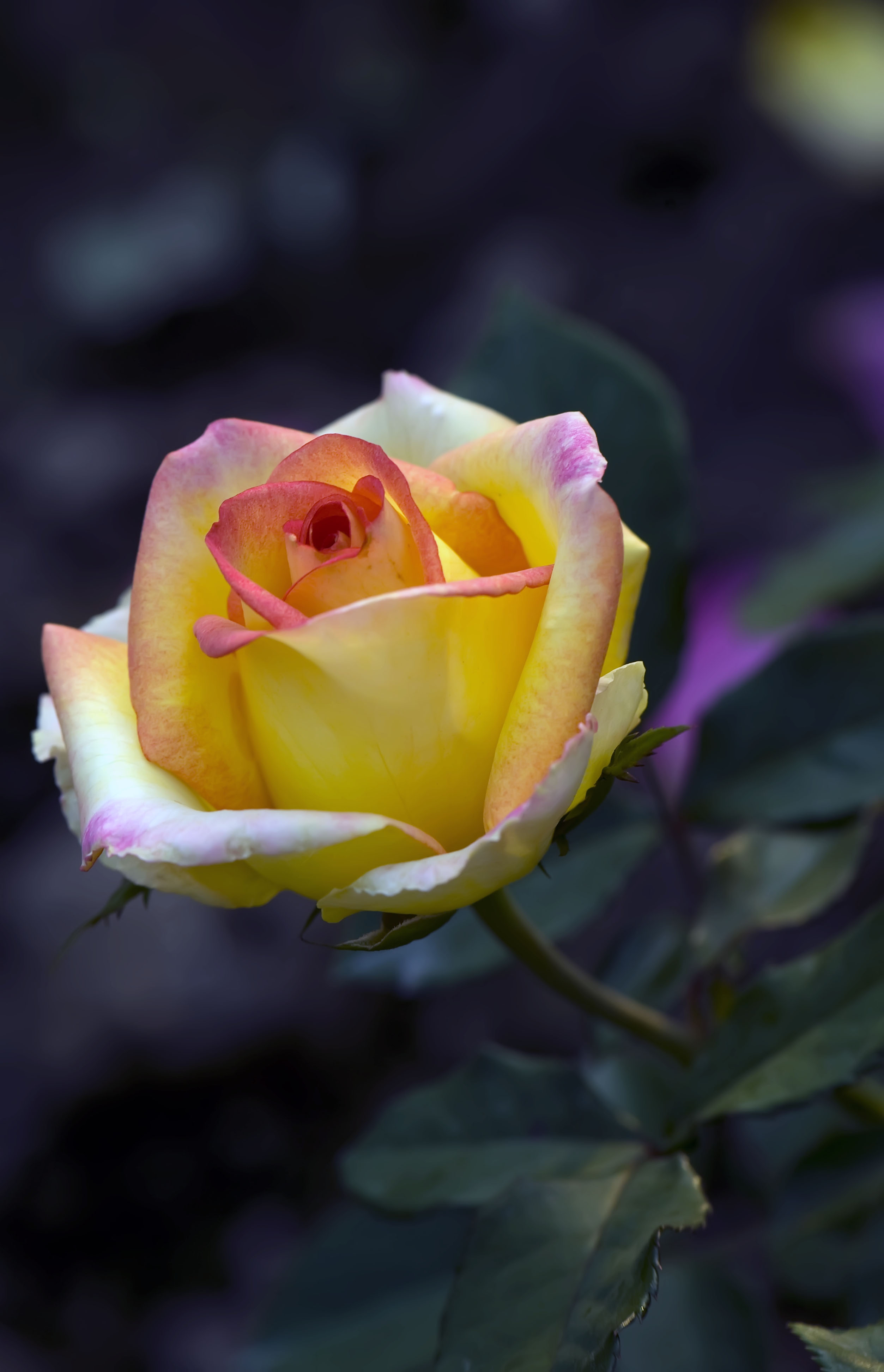 http://i.dcview.tw/gallery/201011/4632a6d7b405f4d6f9533d40a3f8c5bf.jpg