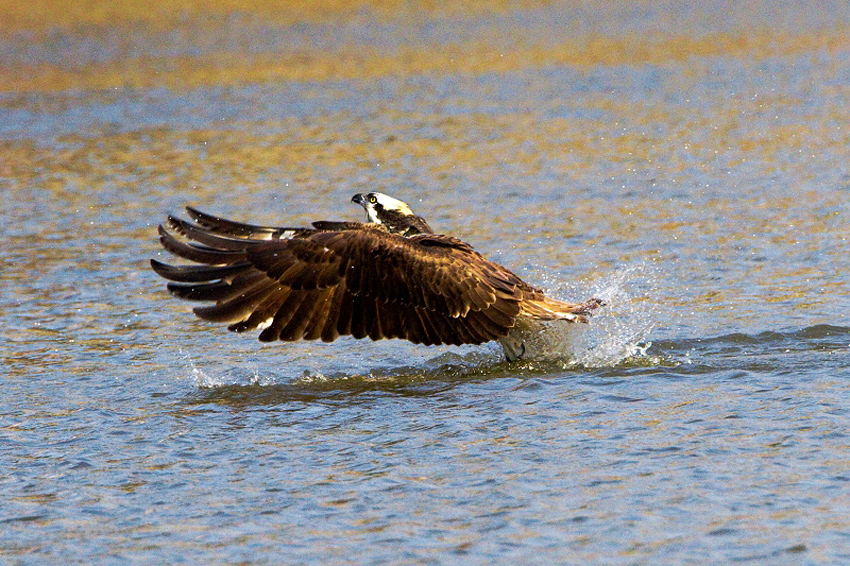 http://i.dcview.tw/gallery/201011/4c7f46b896fc913a1c3a9c5e93088deb.jpg